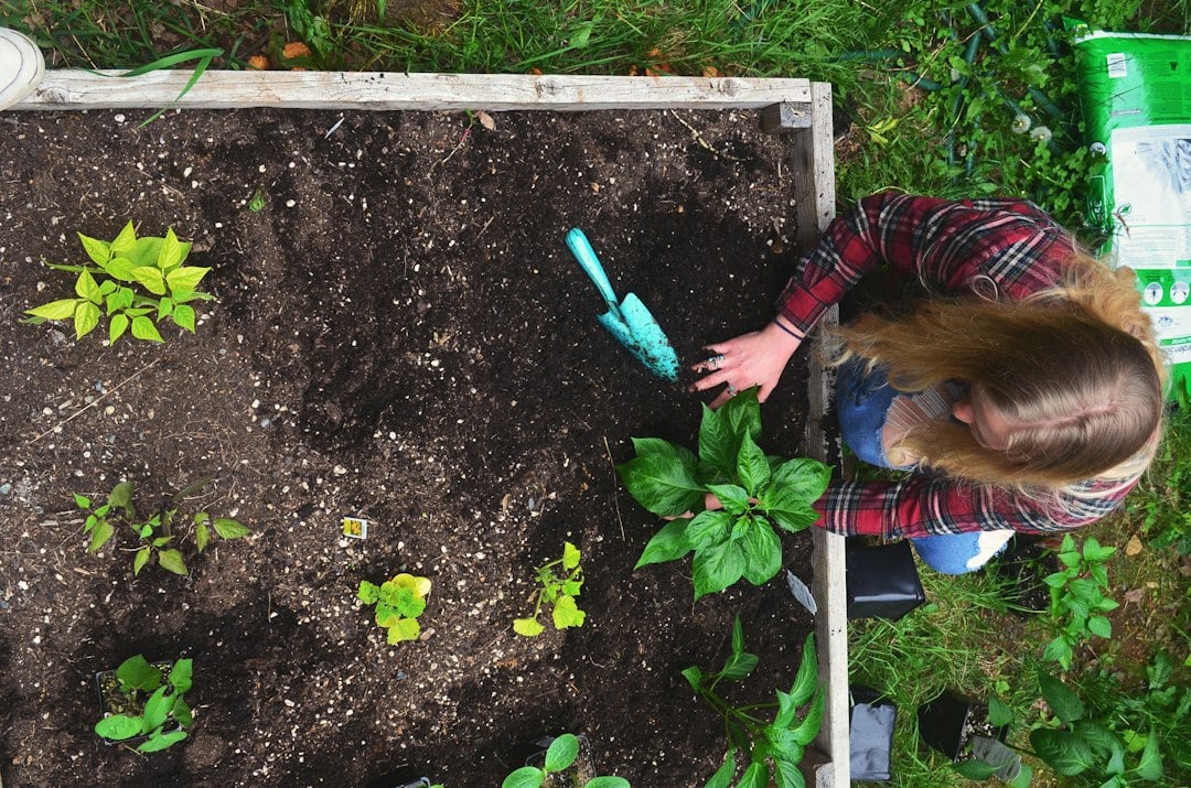 Overhead view of a gardener planting seedlings with a trowel in a wooden raised bed