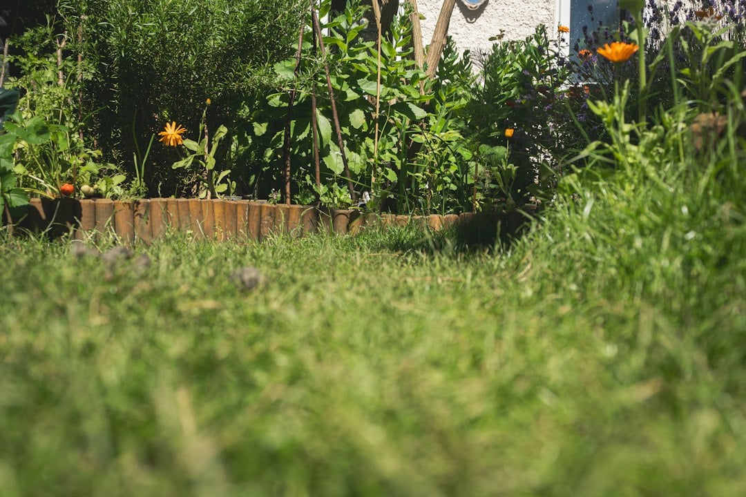 A low wooden-edged garden bed with herbs and marigolds seen across a sunny lawn